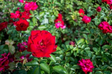 Plaza de Castilla, Madrid