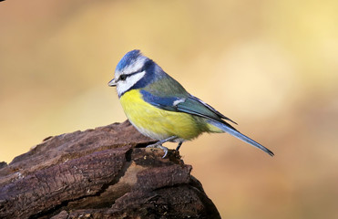 Blue tit posing close up.The identifications signs of the bird and the structure of the feathers...