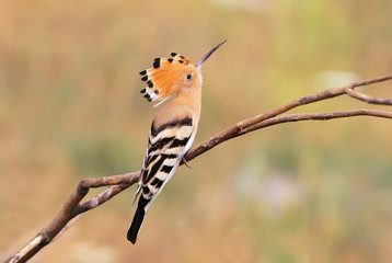One hoopoe sitting on  branch and posing photographer.The identifications signs of the bird and the structure of the feathers are clearly visible © VOLODYMYR KUCHERENKO