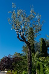 Tree