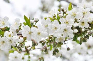 Beautiful cherry blossom flowers on branch in the garden