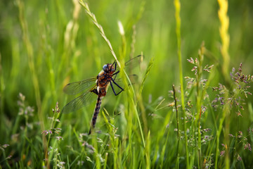 Dragonfly sitting on blade of grass