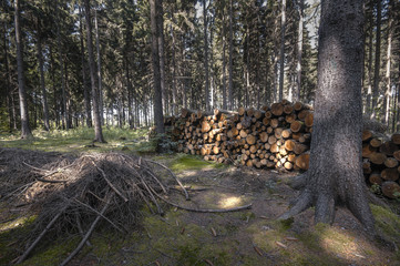 Wooden logs in the forest after the deforestation