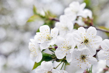 Fisrt spring cherry blossom flowers in the garden