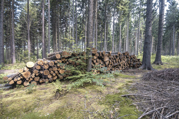Wooden logs in the forest after the deforestation