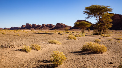 Steppe