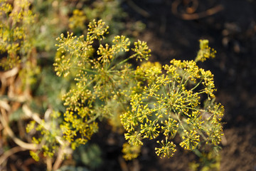 Dill bloom in the garden
