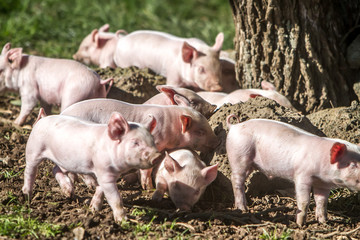 young cute piglets on farm