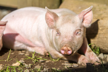 young cute piglets on farm
