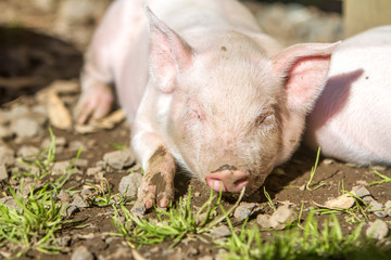 young cute piglets on farm
