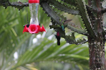 Colibri