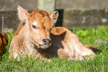 young cute calves, baby cow on farm