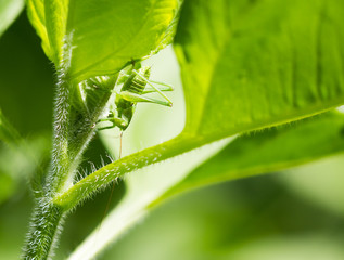 Grasshopper on a green leaf in the open air