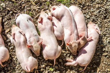 young cute piglets on farm