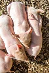 young cute piglets on farm