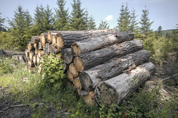 Wooden logs in the forest after the deforestation