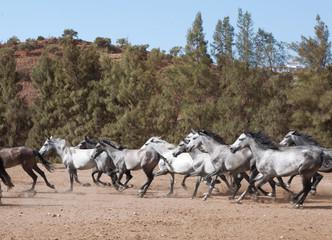 Naklejka premium gallop young andalusia