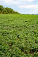 Fototapeta na wymiar Field of soybean with city and trees on the background. Vertical view