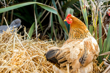 chicken on farm, green grass field and blue sky background