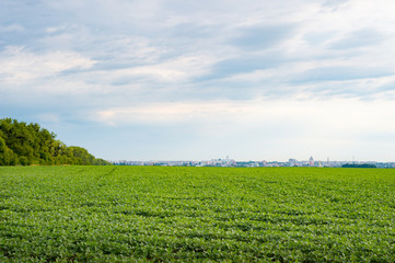 Field of young soybean with city and blue sky on the background.