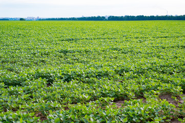 Agricultural landscape of ripening soybean field