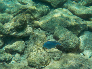 Poisson perroquet