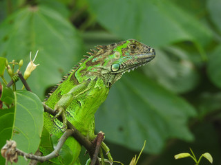Green spiney lizard