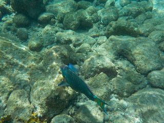 Poisson perroquet