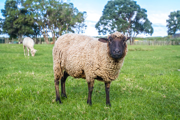 sheep on a farm, green grass background