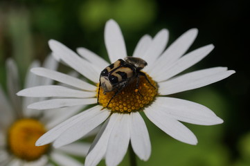 Obraz premium Природа