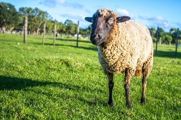 sheep on a farm, green grass background