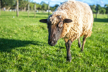 sheep on a farm, green grass background