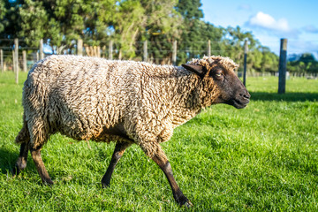 sheep on a farm, green grass background