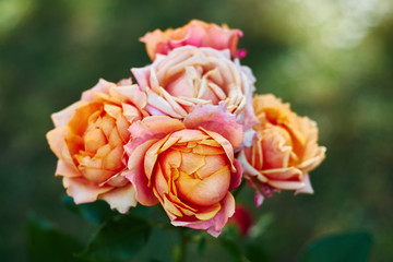 Orange roses