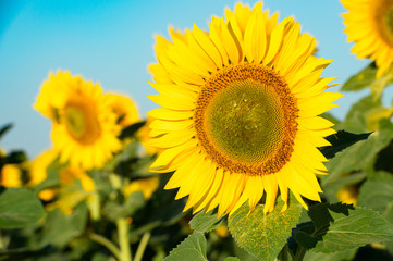 Obraz premium Blooming sunflower on agricultural background. Isolated focus. Close-up