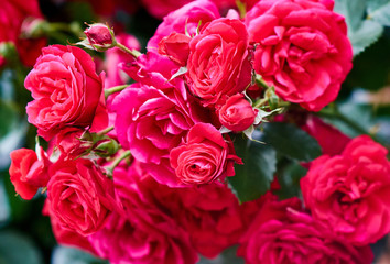 Scarlett Roses