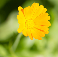 Beautiful yellow flower