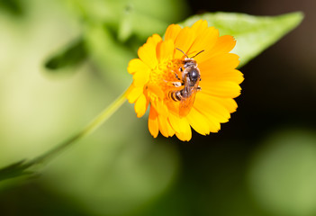 Bee on an orange flower in the nature