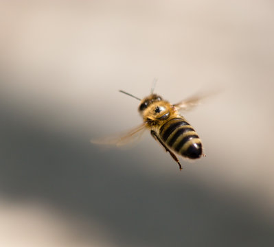 Bee in flight in nature