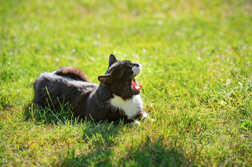 Naklejka na ściany i meble Black cat lying on the grass and relaxing under warm sun. Yawning black cat with white spot