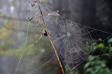 Spinnennetz am Morgen