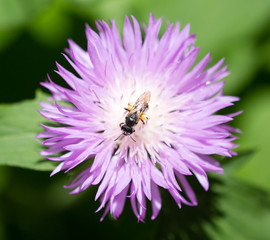 Bee on purple flower in nature