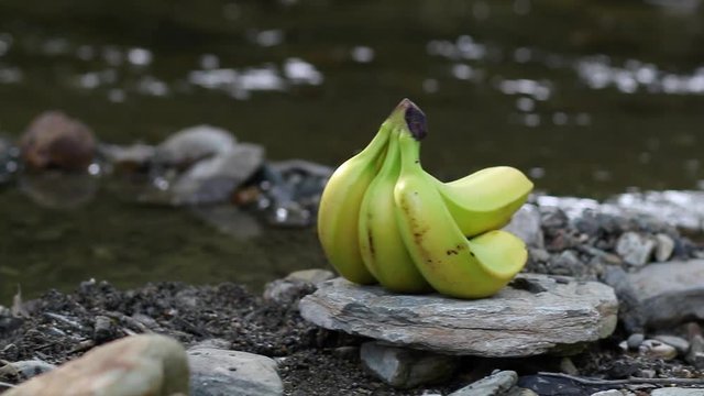 Bananas on a rock with water in the background. Camera pans to right