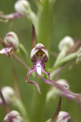 Himantoglossum adriaticum