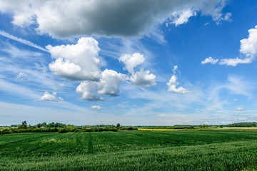 sunny meadow with flowers and green grass. low vantage point