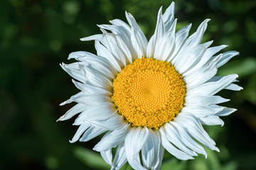 Obraz premium White chamomile flower on natural background. Close up
