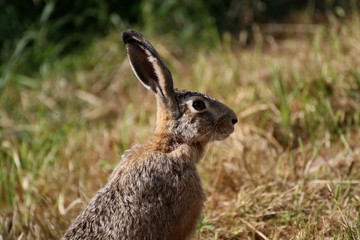 Fototapeta premium Portrait de lièvre