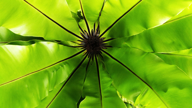 Bird's Nest Fern Tropical Green Leaf, Contrast