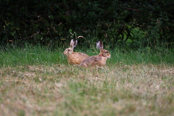 couple de lièvres