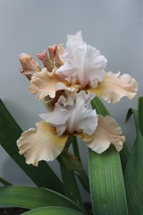 Irises light beige